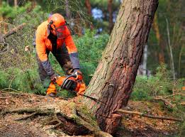 Trusted Constantine, MI  Tree Services Experts